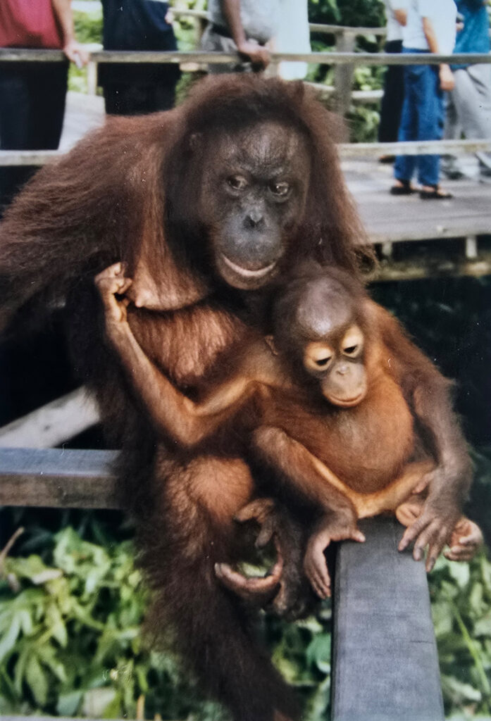 orangutan2
